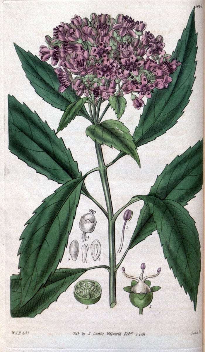 Curtis's botanical magazine..London ;New York [etc.] :Academic Press [etc.]. |  | Vintage Print Reproduction 453258