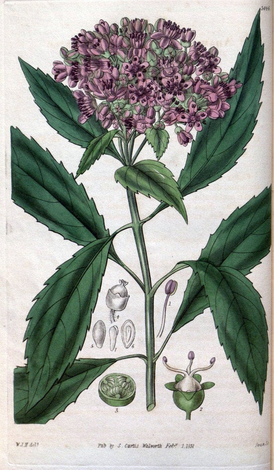 Curtis's botanical magazine..London ;New York [etc.] :Academic Press [etc.]. |  | Vintage Print Reproduction 453258