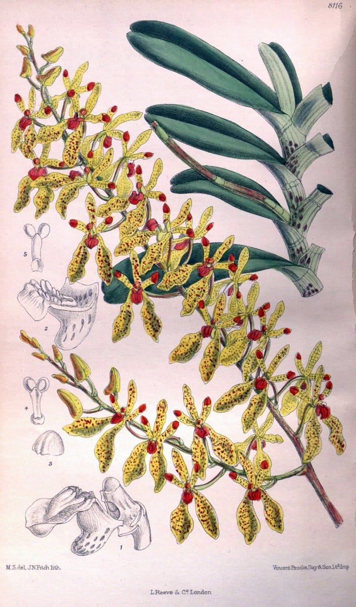 Curtis's botanical magazine. London ;New York [etc.] :Academic Press [etc.]. | Botany Periodicals "Pictorial works"  | Vintage Print Reproduction 453259