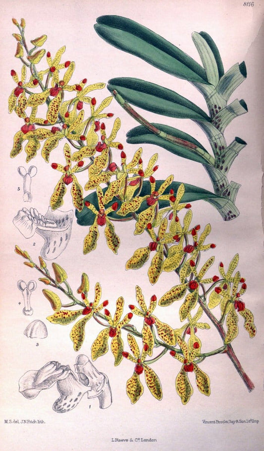 Curtis's botanical magazine. London ;New York [etc.] :Academic Press [etc.]. | Botany Periodicals "Pictorial works"  | Vintage Print Reproduction 453259