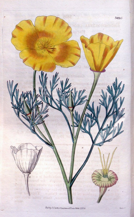 Curtis's botanical magazine. London ;New York [etc.] :Academic Press [etc.]. | Botany Periodicals "Pictorial works"  | Vintage Print Reproduction 453262