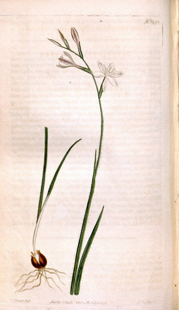 Curtis's botanical magazine. London ;New York [etc.] :Academic Press [etc.]. | Botany Periodicals "Pictorial works"  | Vintage Print Reproduction 453263