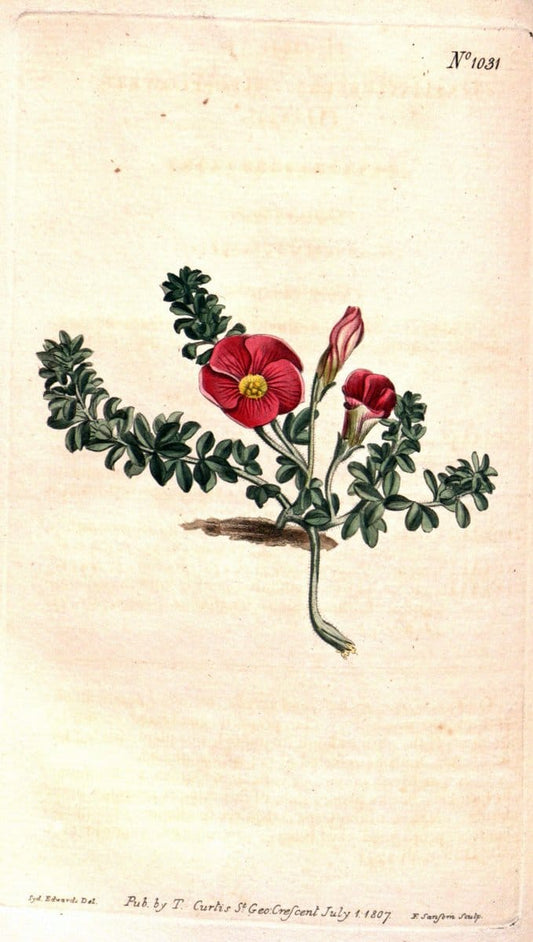 Curtis's botanical magazine. London ;New York [etc.] :Academic Press [etc.]. | Botany Periodicals "Pictorial works"  | Vintage Print Reproduction 453264