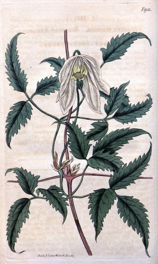 Curtis's botanical magazine. London ; New York [etc.] :Academic Press [etc.]. | "Botanical illustration" Botany Periodicals "Pictorial works" "Plants, Ornamental"  | Vintage Print Reproduction 453265