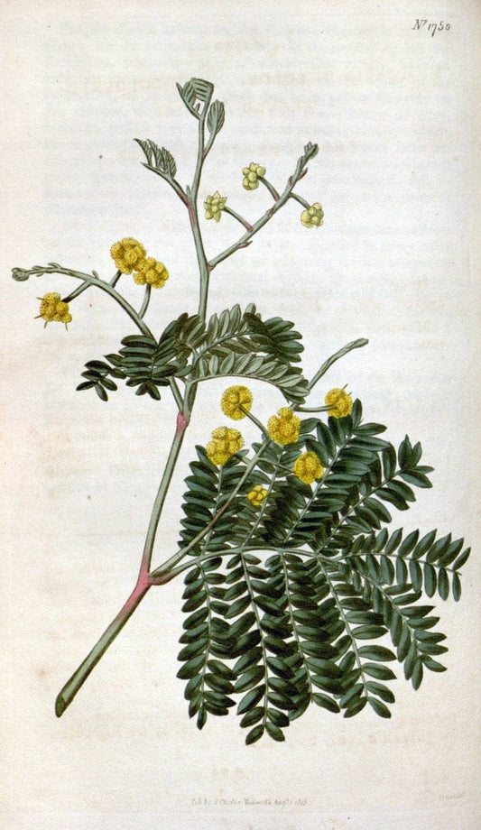 Curtis's botanical magazine. London ; New York [etc.] :Academic Press [etc.]. | "Botanical illustration" Botany Periodicals "Pictorial works" "Plants, Ornamental"  | Vintage Print Reproduction 453266