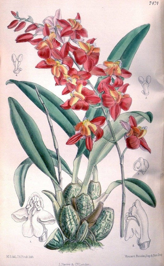 Curtis's botanical magazine. London ; New York [etc.] :Academic Press [etc.]. | "Botanical illustration" Botany Periodicals "Pictorial works" "Plants, Ornamental"  | Vintage Print Reproduction 453267