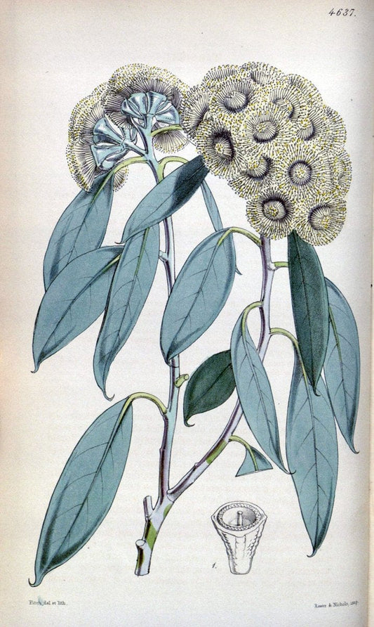 Curtis's botanical magazine. London ; New York [etc.] :Academic Press [etc.]. | "Botanical illustration" Botany Periodicals "Pictorial works" "Plants, Ornamental"  | Vintage Print Reproduction 453268