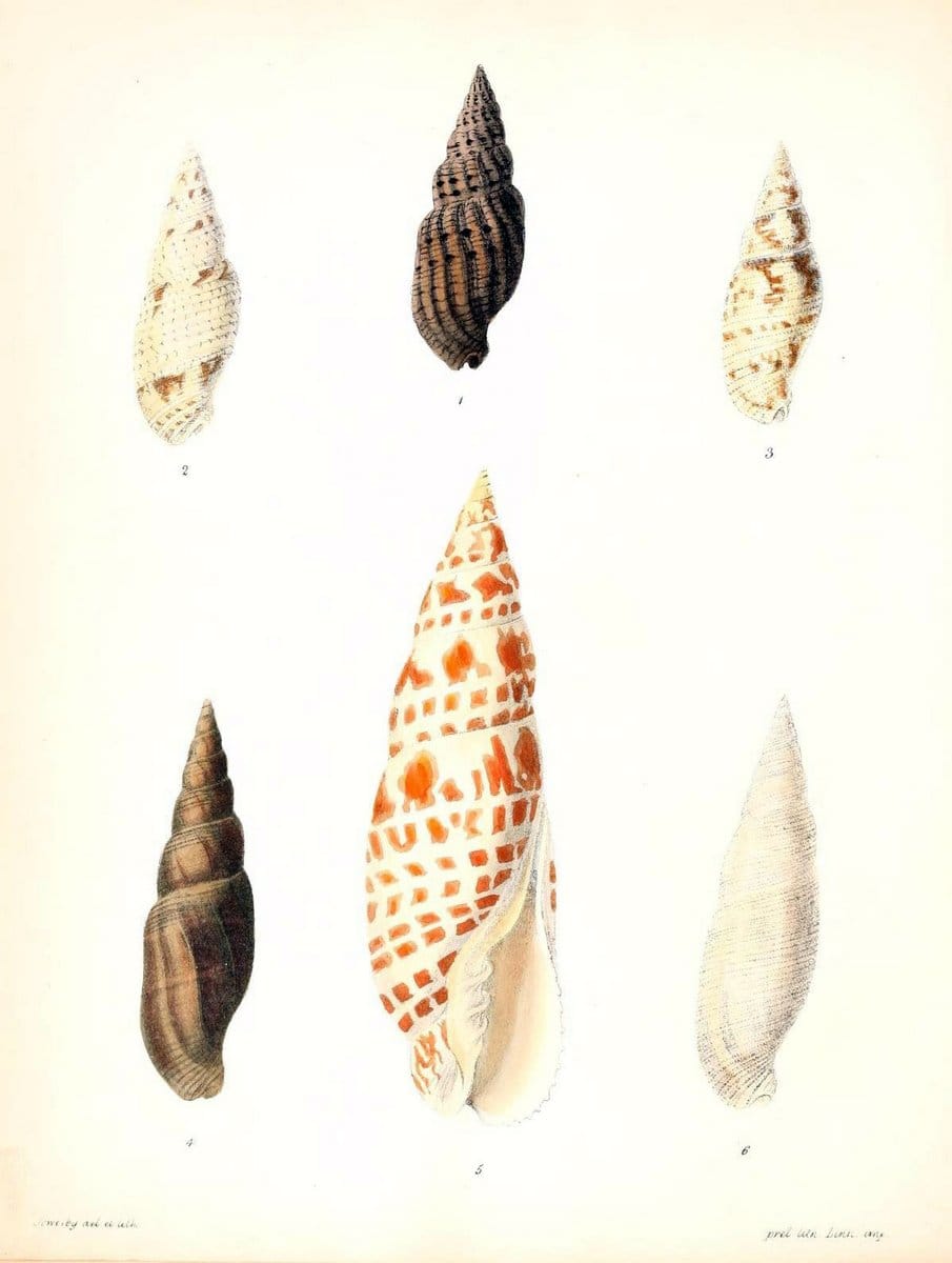 Conchologia iconica, or, Illustrations of the shells of molluscous animals /.London :Reeve, Brothers,1843-1878.  | Mollusks "Pictorial works" Shells | Vintage Print Reproduction 453270