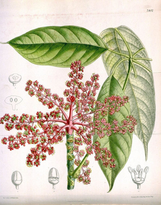 Curtis's botanical magazine. London ; New York [etc.] :Academic Press [etc.]. | "Botanical illustration" Botany Periodicals "Pictorial works" "Plants, Ornamental"  | Vintage Print Reproduction 453272