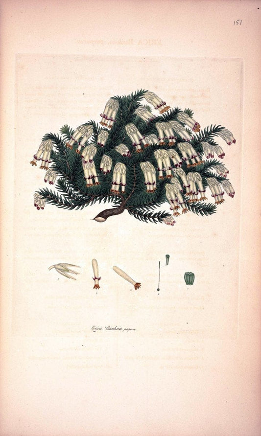 Coloured engravings of heaths :.London :Published by the Author. Printed by T. Bensley,1802-09 [1830]. |  | Vintage Print Reproduction 453273