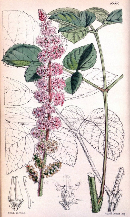 Curtis's botanical magazine. London ; New York [etc.] :Academic Press [etc.]. | "Botanical illustration" Botany Periodicals "Pictorial works" "Plants, Ornamental"  | Vintage Print Reproduction 453276
