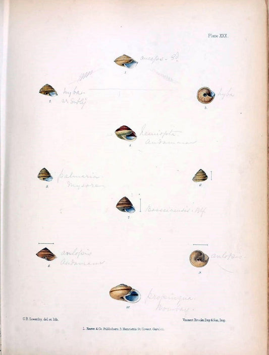 Conchologia indica,.London,1870-1876.  | India Mollusks Shells  | Vintage Print Reproduction 453277