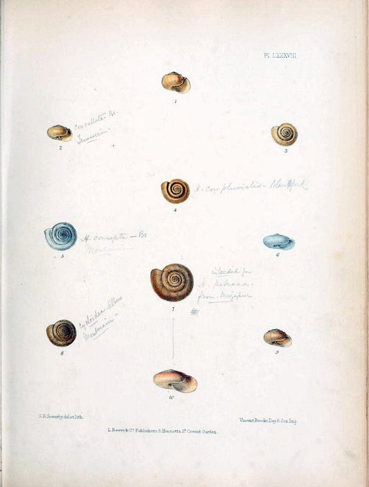 Conchologia indica,.London,1870-1876.. |  | Vintage Print Reproduction 453278