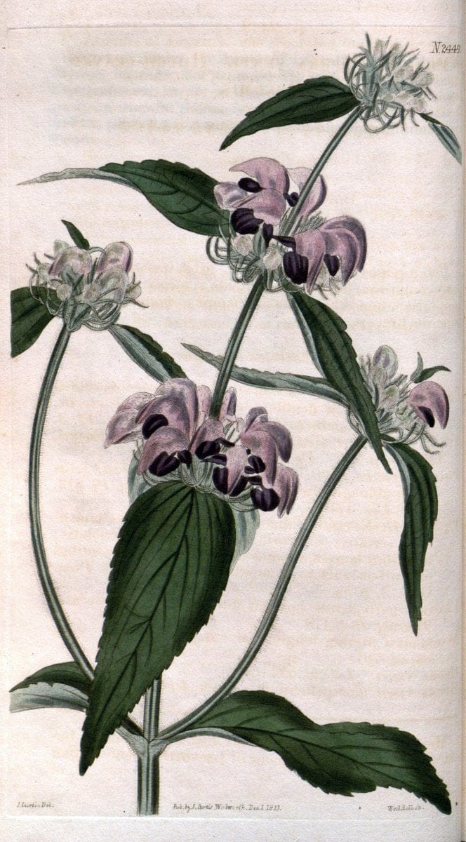 Curtis's botanical magazine. London ; New York [etc.] :Academic Press [etc.]. | "Botanical illustration" Botany Periodicals "Pictorial works" "Plants, Ornamental"  | Vintage Print Reproduction 453280