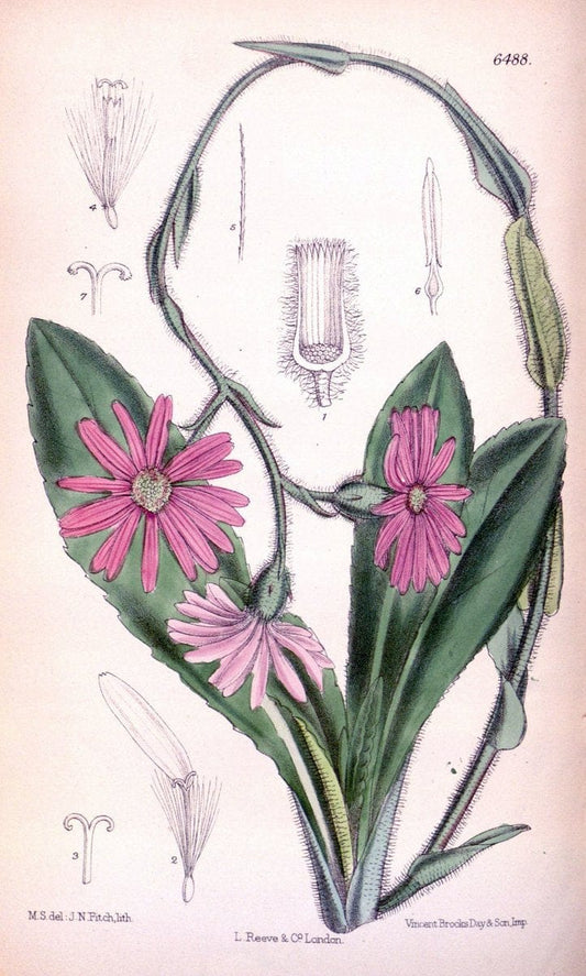 Curtis's botanical magazine. London ; New York [etc.] :Academic Press [etc.]. | "Botanical illustration" Botany Periodicals "Pictorial works" "Plants, Ornamental"  | Vintage Print Reproduction 453281