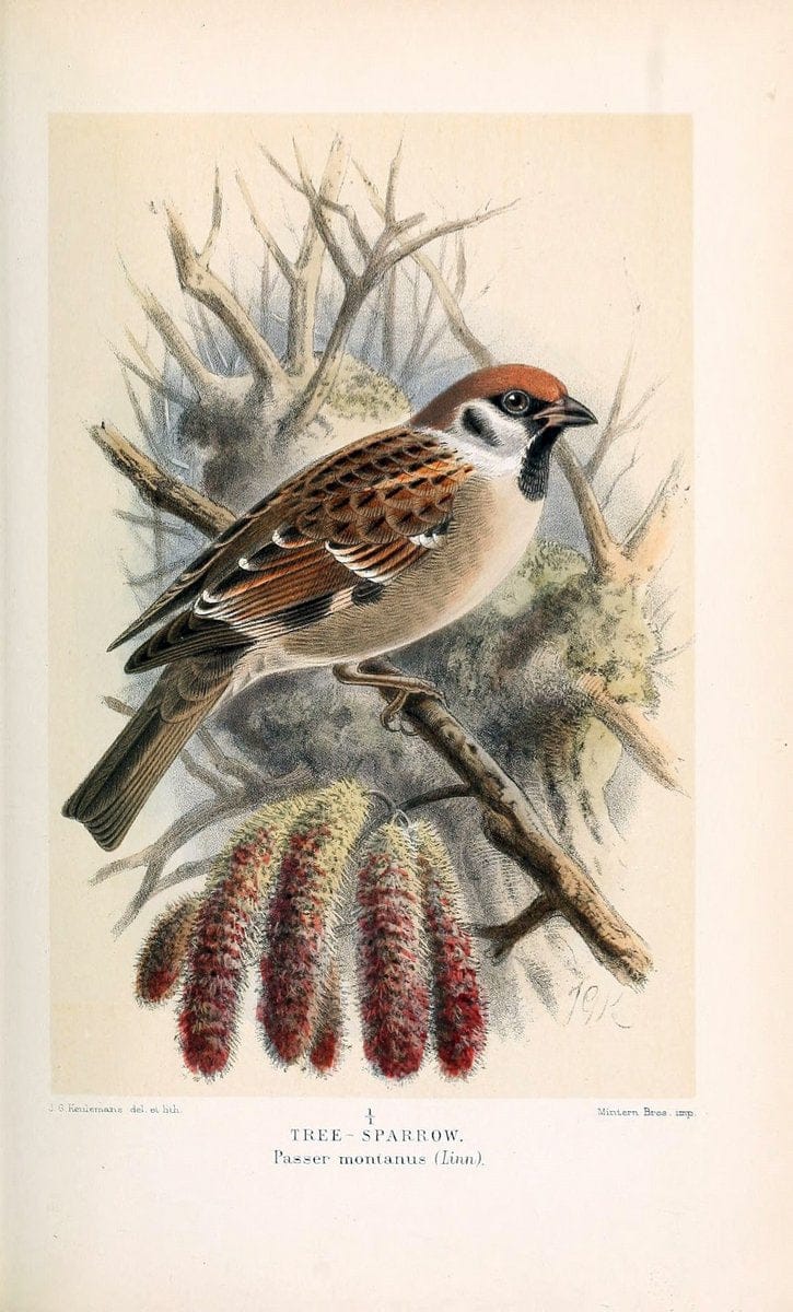 Coloured figures of the birds of the British Islands / issued by Lord Lilford. London :R | 59.82(42) Birds "Great Britain" "Pictorial works"  | Vintage Print Reproduction 453284