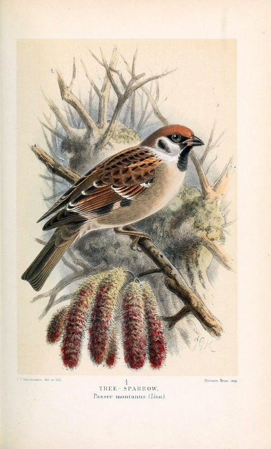 Coloured figures of the birds of the British Islands / issued by Lord Lilford. London :R | 59.82(42) Birds "Great Britain" "Pictorial works"  | Vintage Print Reproduction 453284