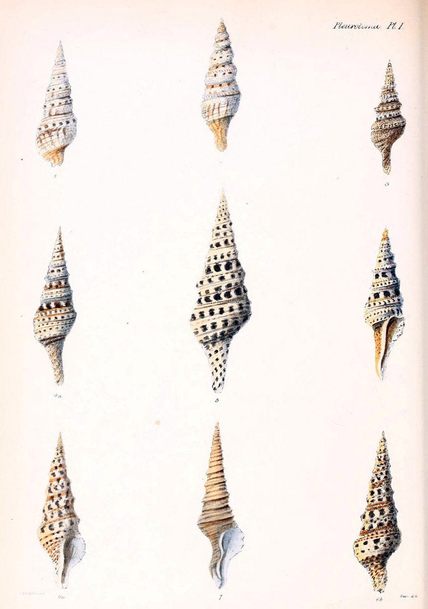 Conchologia iconica, or, Illustrations of the shells of molluscous animals. v.1London :Reeve, Brothers,1843-1878. | Mollusks "Pictorial works" Shells  | Vintage Print Reproduction 453285