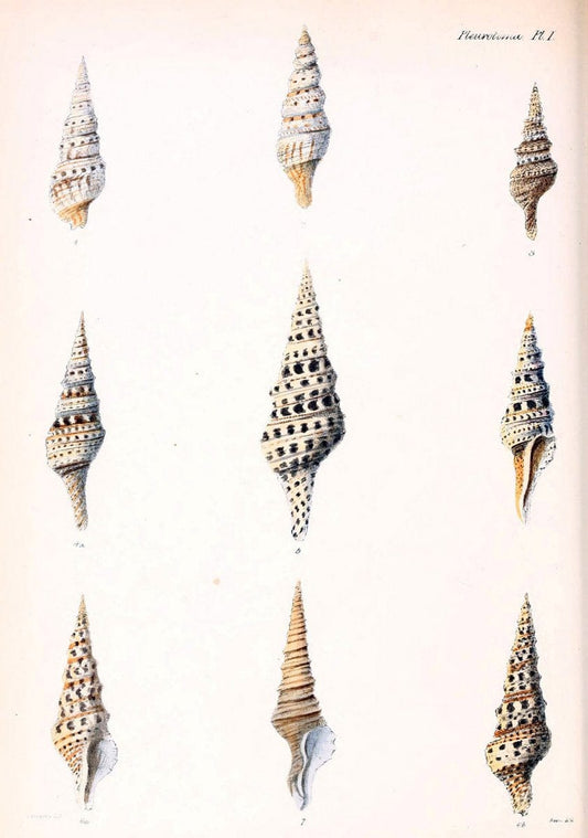 Conchologia iconica, or, Illustrations of the shells of molluscous animals. v.1London :Reeve, Brothers,1843-1878. | Mollusks "Pictorial works" Shells  | Vintage Print Reproduction 453285