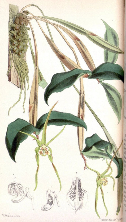 Curtis's botanical magazine. London ; New York [etc.] :Academic Press [etc.]. | "Botanical illustration" Botany Periodicals "Pictorial works" "Plants, Ornamental"  | Vintage Print Reproduction 453287