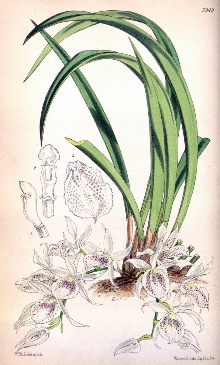 Curtis's botanical magazine. London ; New York [etc.] :Academic Press [etc.]. | "Botanical illustration" Botany Periodicals "Pictorial works" "Plants, Ornamental"  | Vintage Print Reproduction 453288