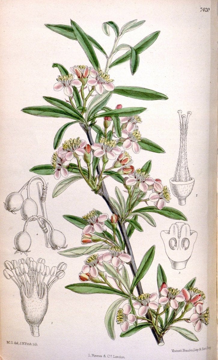 Curtis's botanical magazine. London ; New York [etc.] :Academic Press [etc.]. | "Botanical illustration" Botany Periodicals "Pictorial works" "Plants, Ornamental"  | Vintage Print Reproduction 453289