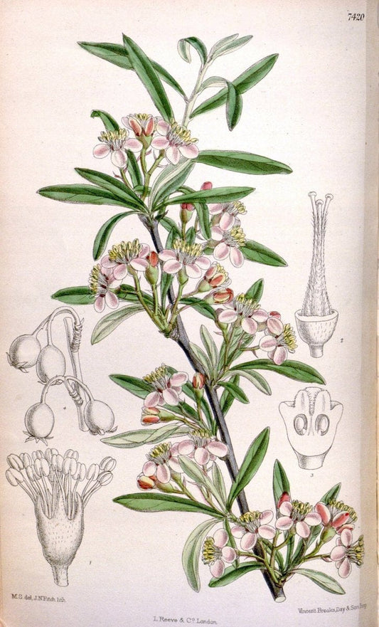 Curtis's botanical magazine. London ; New York [etc.] :Academic Press [etc.]. | "Botanical illustration" Botany Periodicals "Pictorial works" "Plants, Ornamental"  | Vintage Print Reproduction 453289
