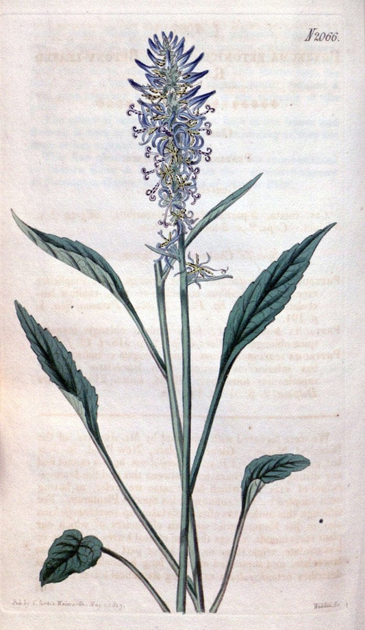 Curtis's botanical magazine. London ; New York [etc.] :Academic Press [etc.]. | "Botanical illustration" Botany Periodicals "Pictorial works" "Plants, Ornamental"  | Vintage Print Reproduction 453290