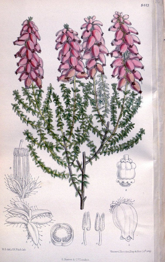 Curtis's botanical magazine. London ; New York [etc.] :Academic Press [etc.]. | "Botanical illustration" Botany Periodicals "Pictorial works" "Plants, Ornamental"  | Vintage Print Reproduction 453291