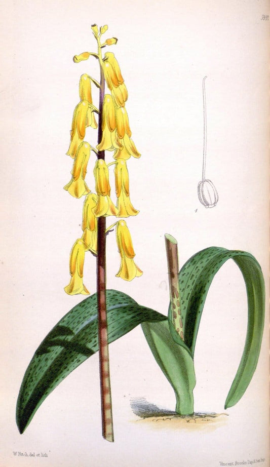 Curtis's botanical magazine. London ; New York [etc.] :Academic Press [etc.]. | "Botanical illustration" Botany Periodicals "Pictorial works" "Plants, Ornamental"  | Vintage Print Reproduction 453293