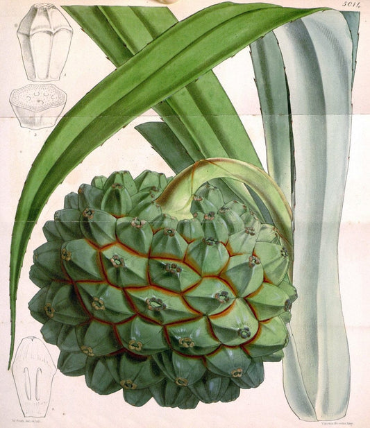 Curtis's botanical magazine. London ; New York [etc.] :Academic Press [etc.]. | "Botanical illustration" Botany Periodicals "Pictorial works" "Plants, Ornamental"  | Vintage Print Reproduction 453294