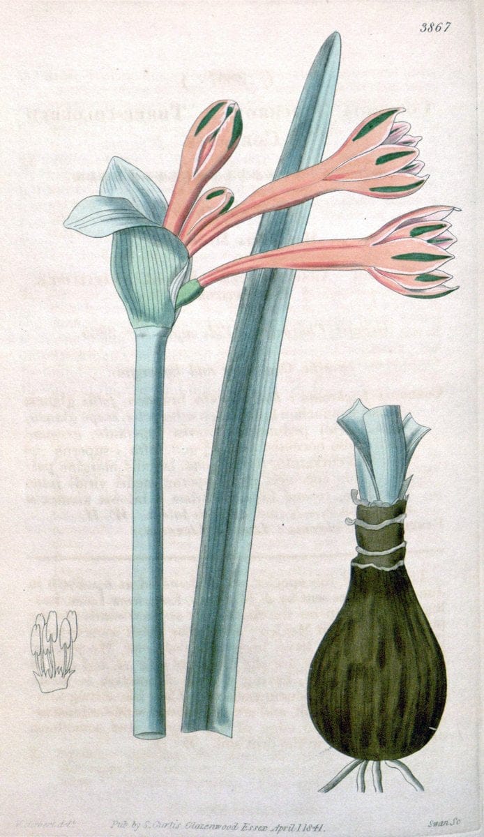 Curtis's botanical magazine. London ; New York [etc.] :Academic Press [etc.]. | "Botanical illustration" Botany Periodicals "Pictorial works" "Plants, Ornamental"  | Vintage Print Reproduction 453296