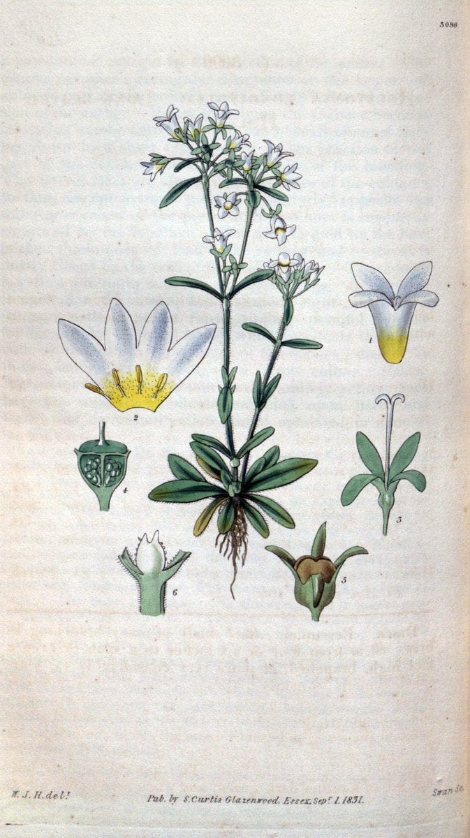 Curtis's botanical magazine..London ;New York [etc.] :Academic Press [etc.]. |  | Vintage Print Reproduction 453298