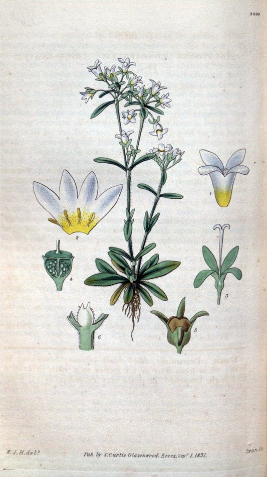 Curtis's botanical magazine..London ;New York [etc.] :Academic Press [etc.]. |  | Vintage Print Reproduction 453298