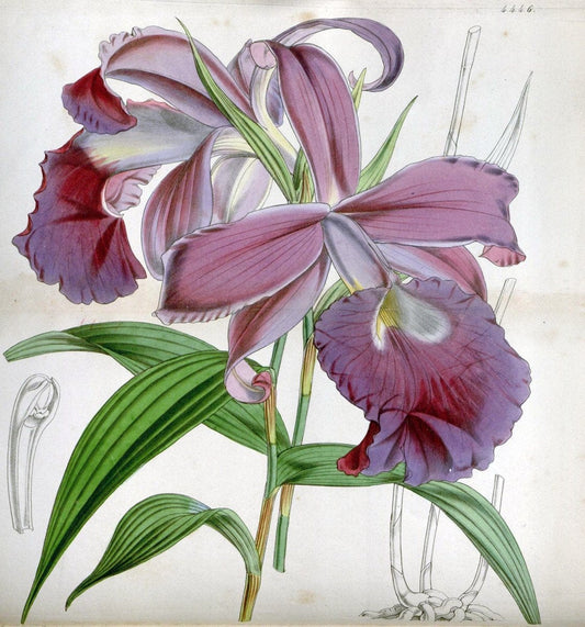 Curtis's botanical magazine. London ;New York [etc.] :Academic Press [etc.]. | Botany Periodicals "Pictorial works"  | Vintage Print Reproduction 453299