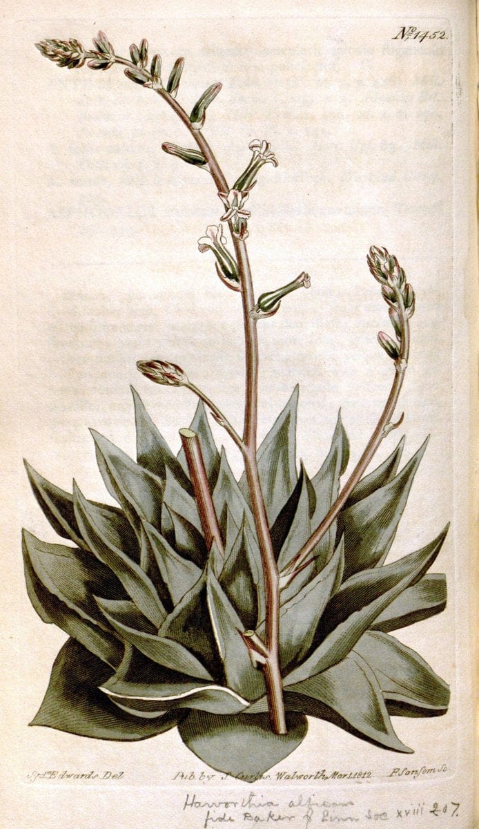 Curtis's botanical magazine. London ;New York [etc.] :Academic Press [etc.]. | Botany Periodicals "Pictorial works"  | Vintage Print Reproduction 453300