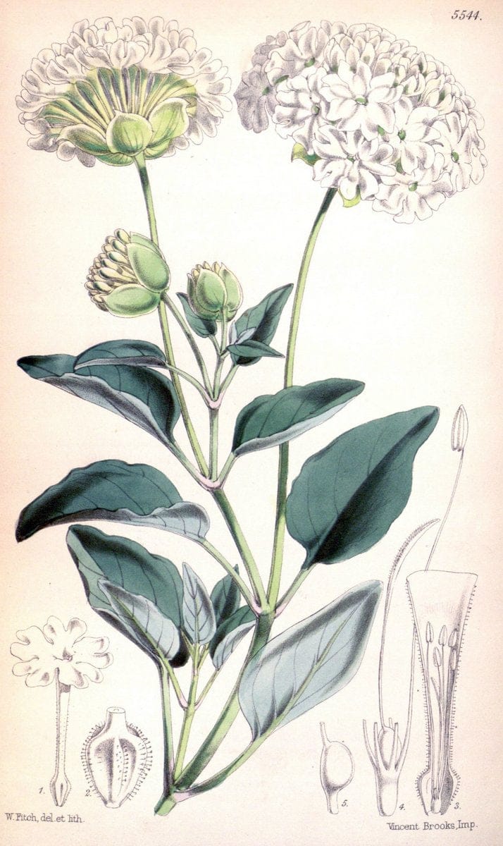 Curtis's botanical magazine. London ;New York [etc.] :Academic Press [etc.]. | Botany Periodicals "Pictorial works"  | Vintage Print Reproduction 453301