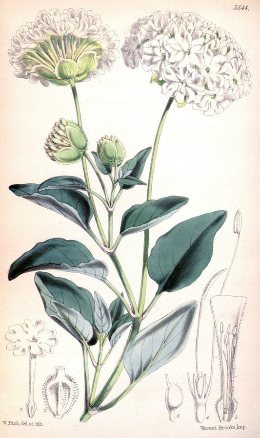 Curtis's botanical magazine. London ;New York [etc.] :Academic Press [etc.]. | Botany Periodicals "Pictorial works"  | Vintage Print Reproduction 453301