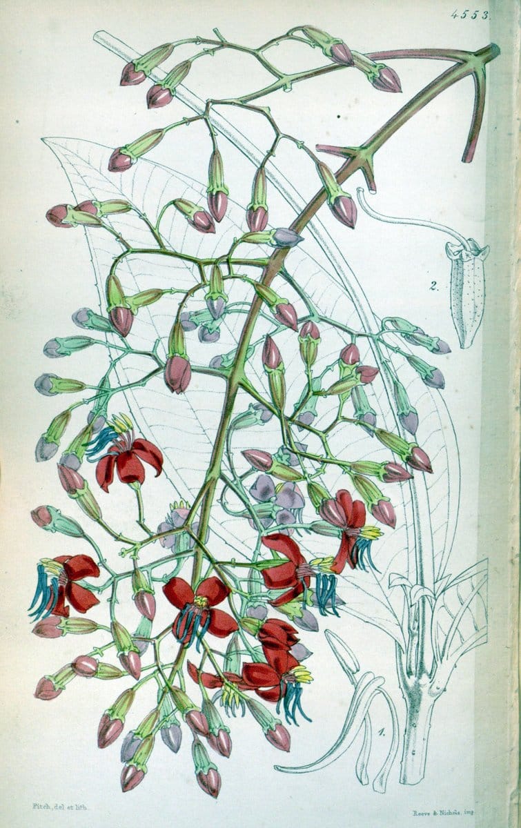 Curtis's botanical magazine. London ;New York [etc.] :Academic Press [etc.]. | Botany Periodicals "Pictorial works"  | Vintage Print Reproduction 453302