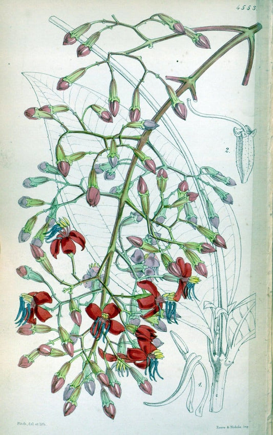 Curtis's botanical magazine. London ;New York [etc.] :Academic Press [etc.]. | Botany Periodicals "Pictorial works"  | Vintage Print Reproduction 453302