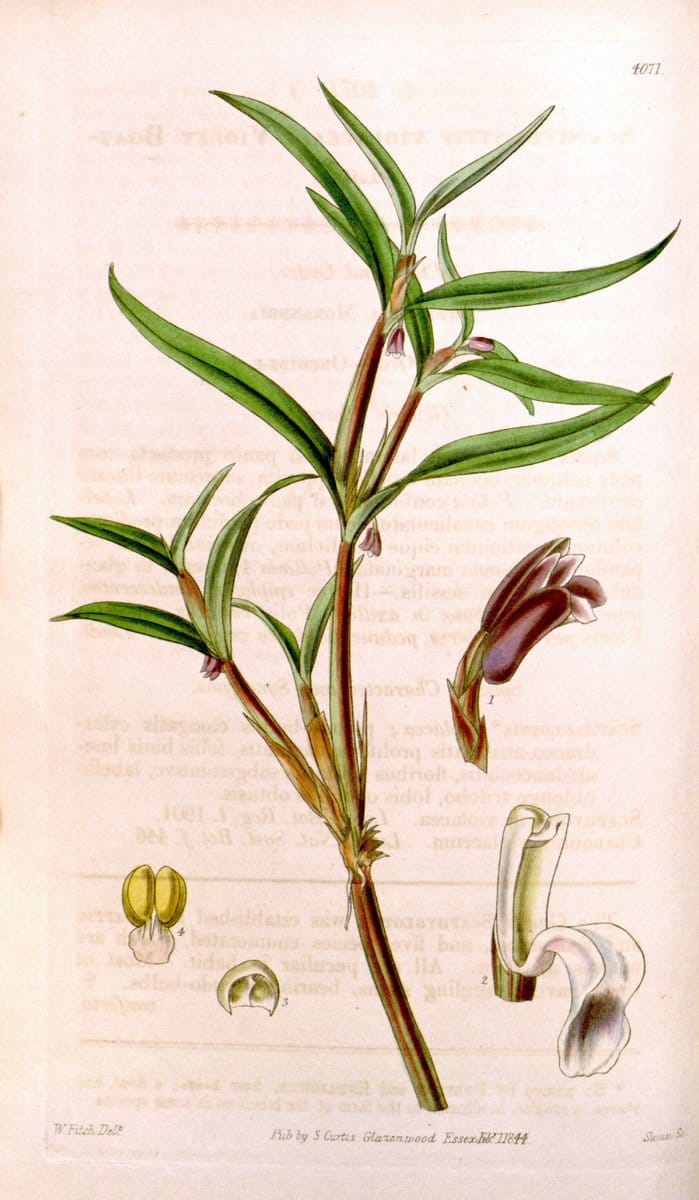 Curtis's botanical magazine. London ; New York [etc.] :Academic Press [etc.]. | "Botanical illustration" Botany Periodicals "Pictorial works" "Plants, Ornamental"  | Vintage Print Reproduction 453304