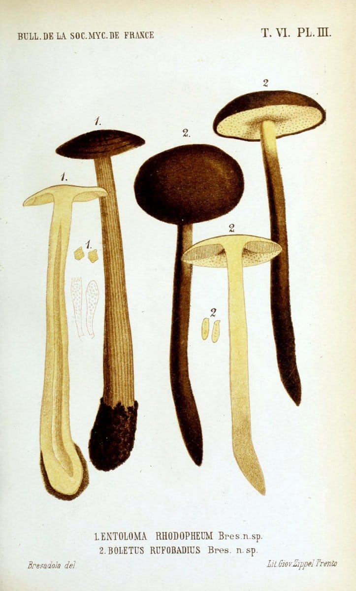 Bulletin de la SociÃ©tÃ© mycologique de France.Epinal :La SociÃ©tÃ©,1885-1903.  | France Fungi Mycology Periodicals | Vintage Print Reproduction 453305