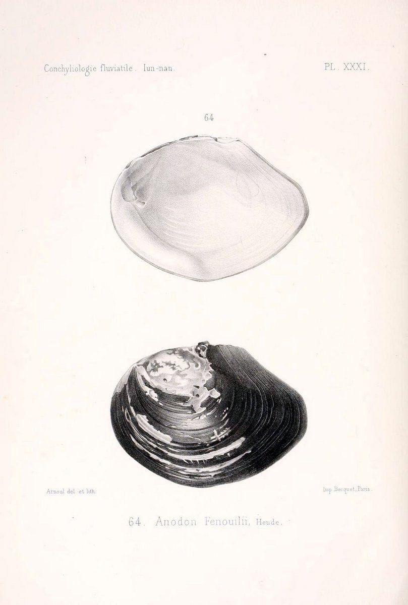 Conchyliologie fluviatile de la province de Nanking et de la Chine centrale /.Paris :Savy,[1875-1885]. | China Mollusks "Nanjing (Jiangsu Sheng)"  | Vintage Print Reproduction 453306