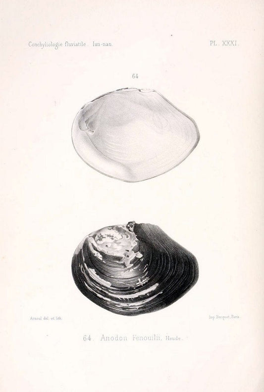 Conchyliologie fluviatile de la province de Nanking et de la Chine centrale /.Paris :Savy,[1875-1885]. | China Mollusks "Nanjing (Jiangsu Sheng)"  | Vintage Print Reproduction 453306