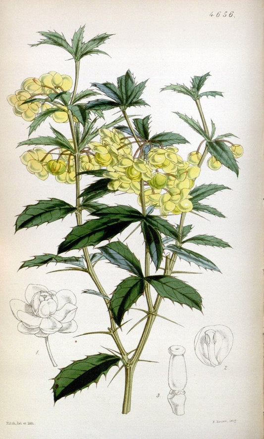 Curtis's botanical magazine. London ; New York [etc.] :Academic Press [etc.]. | "Botanical illustration" Botany Periodicals "Pictorial works" "Plants, Ornamental"  | Vintage Print Reproduction 453307
