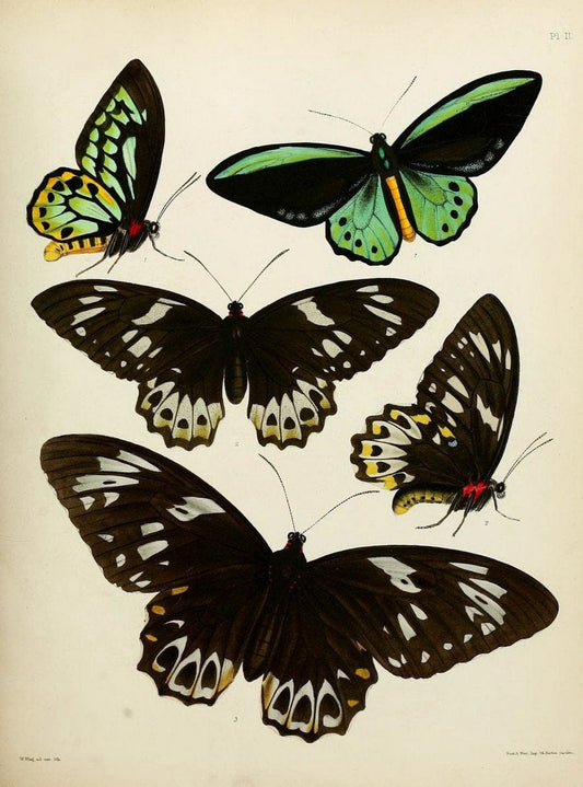 Catalogue of lepidopterous insects in the collection of the British Museum..London :Printed by order of the Trustees,1852.. |  | Vintage Print Reproduction 453308