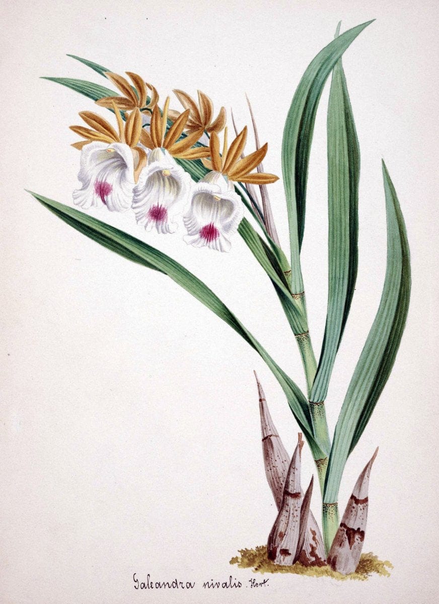 Collection d'orchideÃŒÂes.[S.l. :s.n.,18--]. | "Botanical illustration" Orchidaceae "Orchidaceae in art" "Pictorial works"  | Vintage Print Reproduction 453309