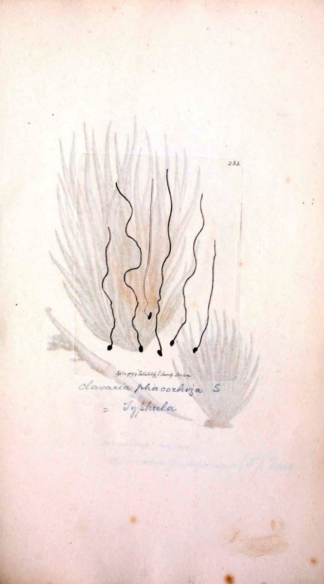 Coloured figures of English fungi or mushrooms. London,Printed by J. Davis,1797-[1809]. | England Mushrooms  | Vintage Print Reproduction 453311