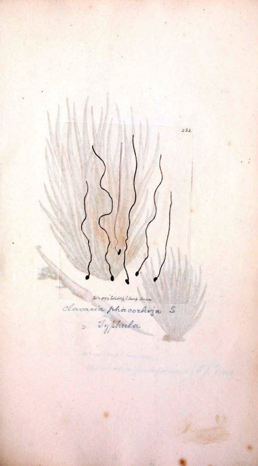 Coloured figures of English fungi or mushrooms. London,Printed by J. Davis,1797-[1809]. | England Mushrooms  | Vintage Print Reproduction 453311