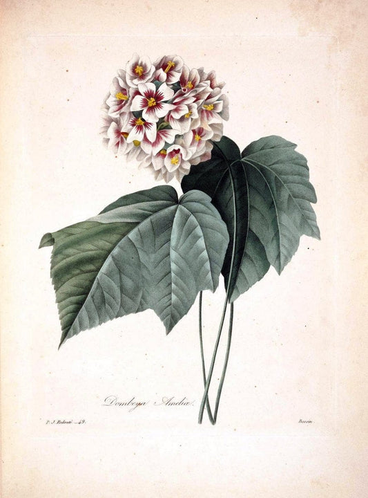 Choix des plus belles fleurs :.Paris :Ernest Panckoucke,[1833].  | 1833 Botany France Icones "Pictorial works"  | Vintage Print Reproduction 453312